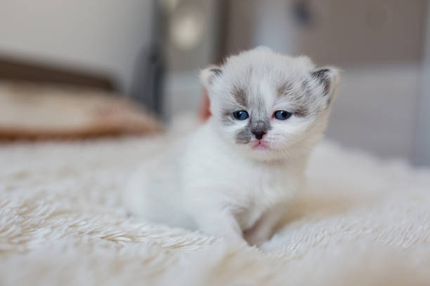 istock Baby cat on the bed. 873941718