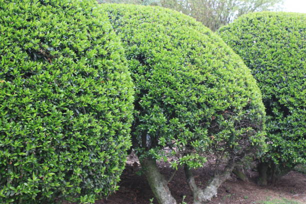 istock Shrubs trimmed into a ball  Landscaped garden 873942436