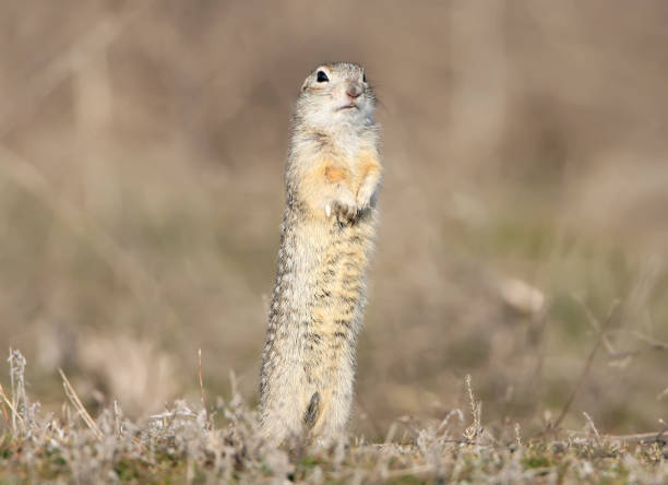 istock The speckled ground squirrel or spotted souslik (Spermophilus suslicus) on the ground eating a grass. 873945974