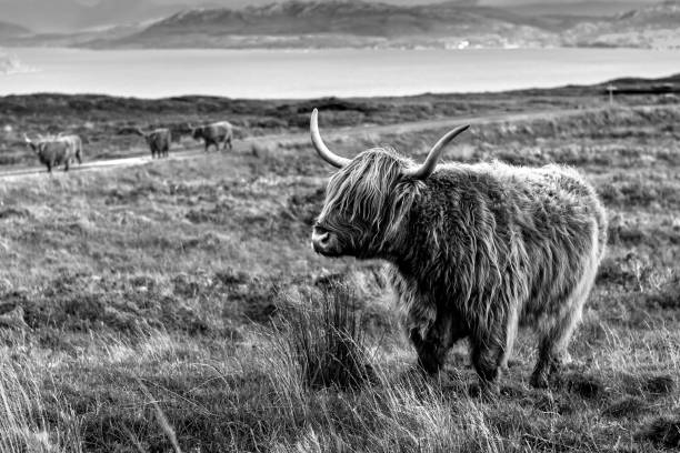 istock Highland Cow in Scotland 873946450