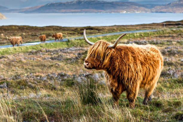 istock Highland Cow in Scotland 873946520