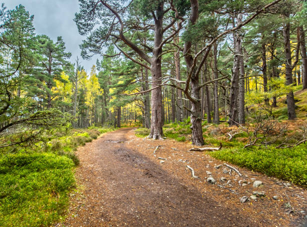 impressions de la forêt de rothiemurchus dans le parc national de cairngorms - aviemore photos et images de collection