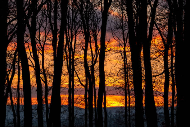 Beautiful sunset behind a clump of trees.