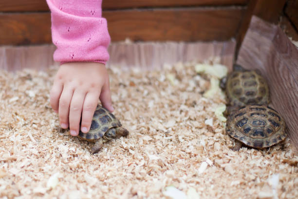 istock Contact zoo, turtles in kids hands 873952126
