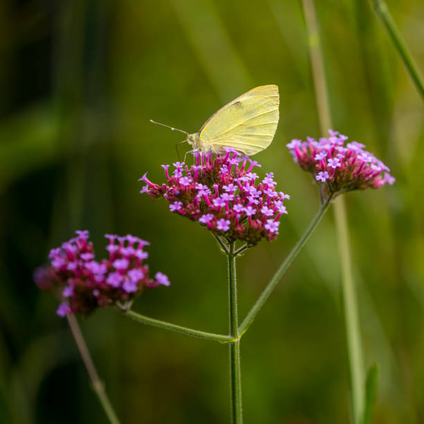 istock butterfly of flowers 873952258