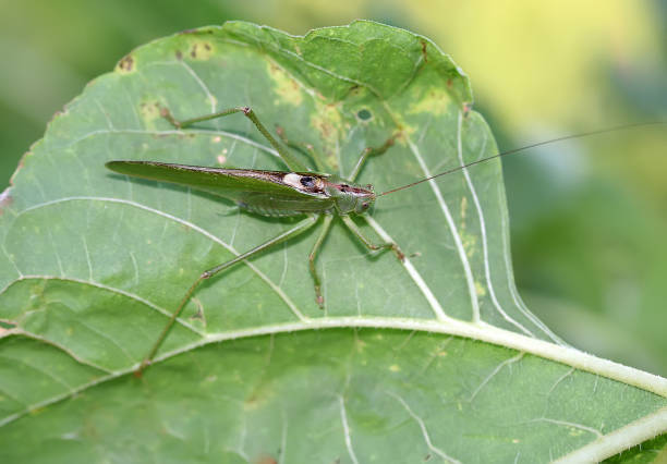istock Large grasshopper on a leaf of plant 873952734