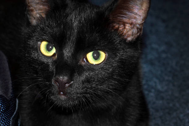 istock Black cat with orange eyes, close up face 873953848