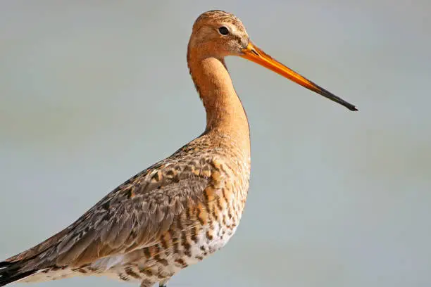 Close up picture of a black-tailedgodwit full-sized and  isolated on a blurry gray-blue background.