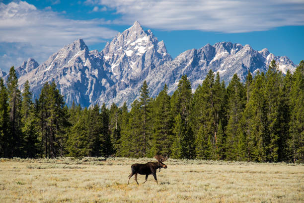 istock Moose Under the Grand Teton 873956424