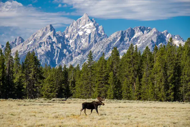 Photo of Moose Under the Grand Teton