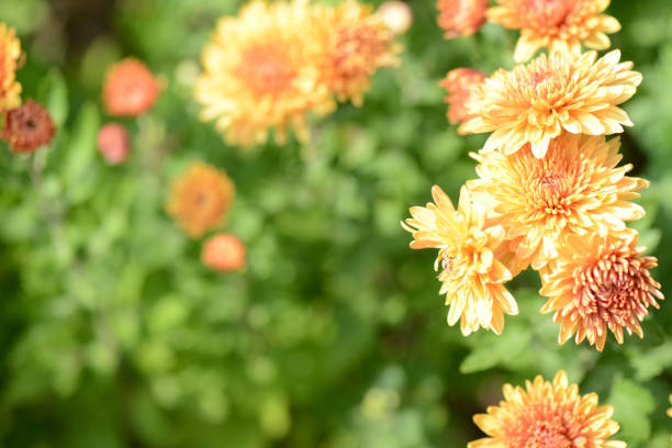 istock Orange chrysanthemums in a summer garden close up 873957404