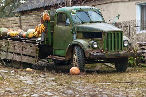 Old rusty abandoned farm truck, old broken truck on a farm with pumpkins and corn