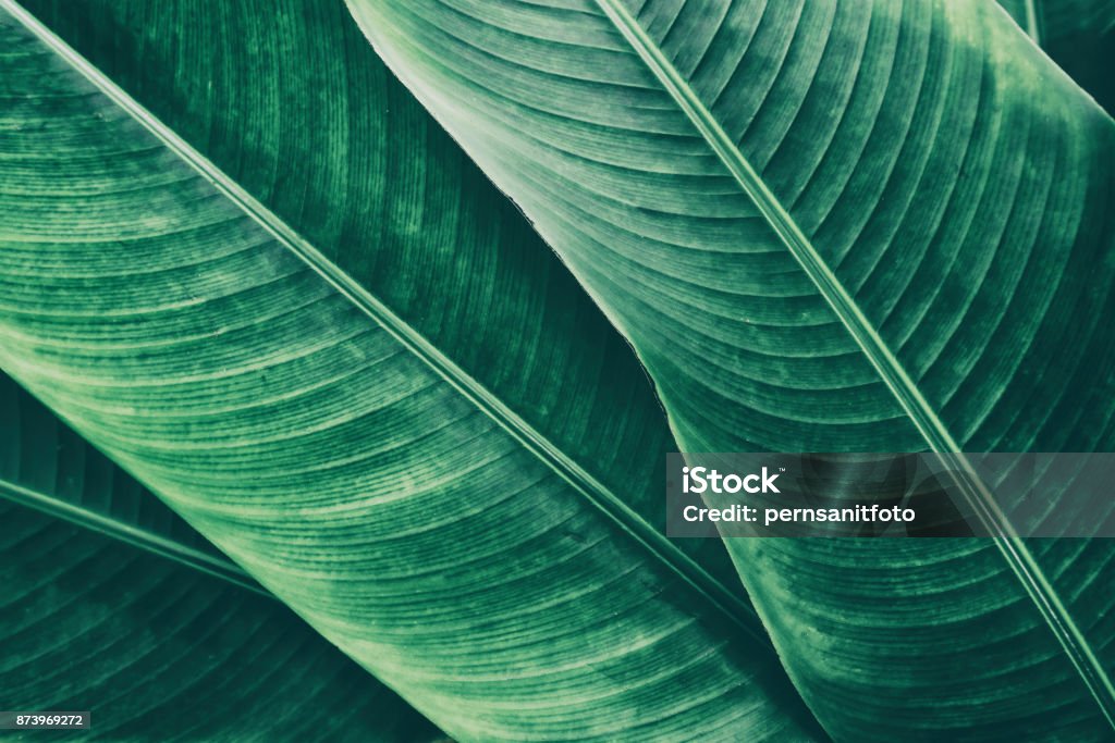 fondos de textura de hoja de palmeras tropicales - Foto de stock de Spa libre de derechos