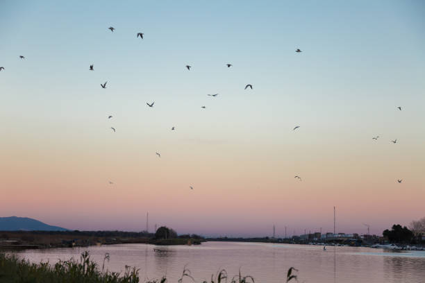 istock Flock of Seagulls in Flight over a River at Sunset 873971440