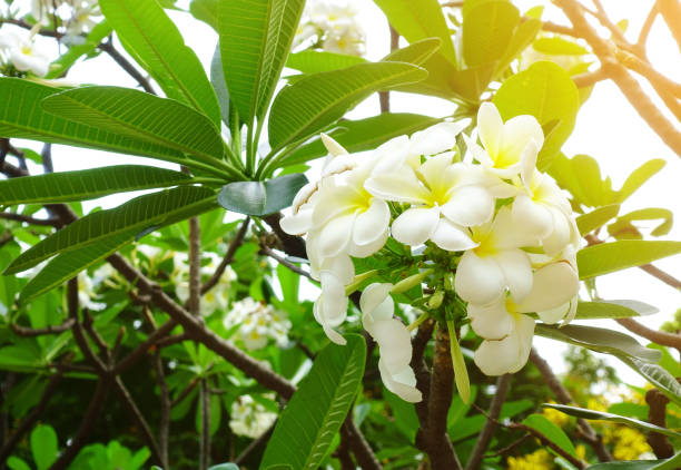 istock White frangipani flowers 873971546