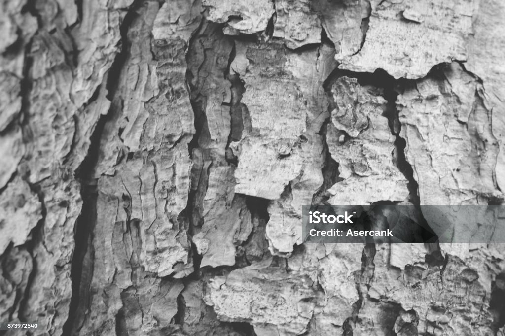 Abstract Tree Texture Tree Texture Background Stock Photo - Download Image Now - Abstract ...