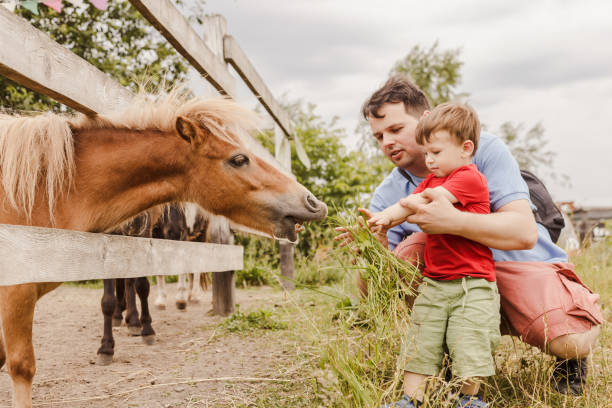 유아 소년과 그의 아버지 농장에서 조랑말을 먹이 - horse child animal feeding 뉴스 사진 이미지