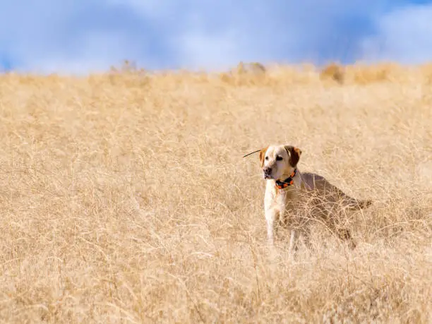 Photo of Labrador retriever dog in a grassy field.