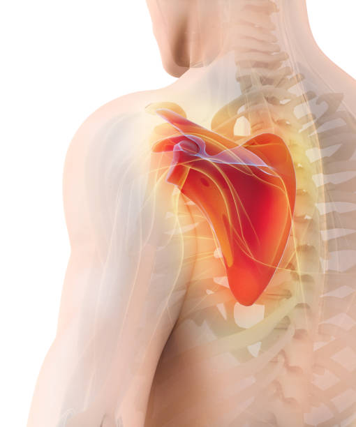 istock 3D illustration of Scapula, medical concept. 873973756