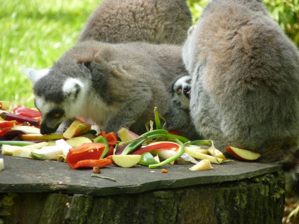 istock Animal family 873989992
