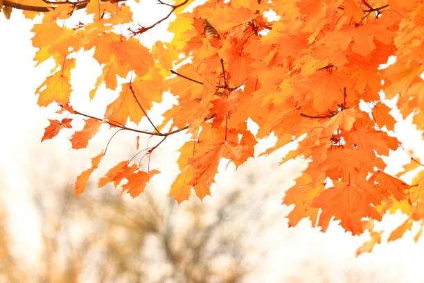 istock Golden autumn leaves on tree 873997412
