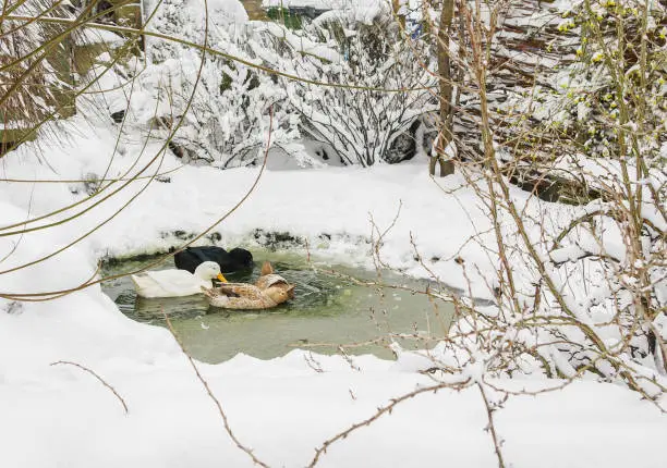 Photo of Ducks swimming on a small pond with winter snow.