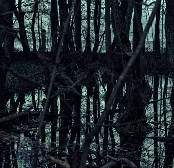 istock Spooky forest in the winter. 874001578
