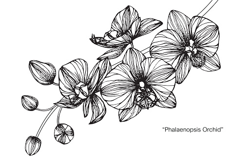 Hand drawing and sketch Phalaenopsis orchid flower. Black and white with line art illustration.