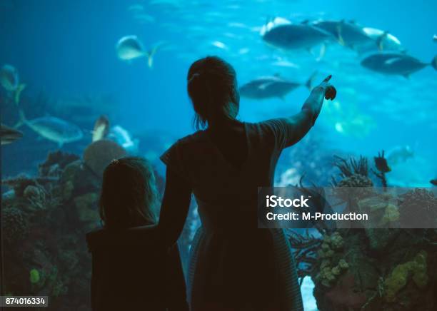 Donna E Sua Figlia Nellacquario - Fotografie stock e altre immagini di Acquarium - Acquarium, Zoo - Struttura con animali in cattività, Famiglia
