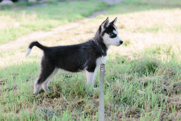 istock Little husky puppy at walk 874019982