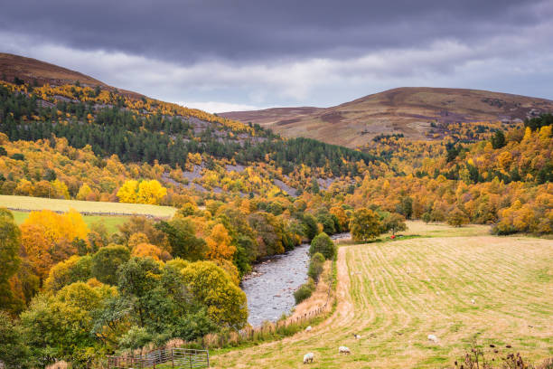 золотой глен гейрн осенью - travel scotland forest field стоковые фото и изображения