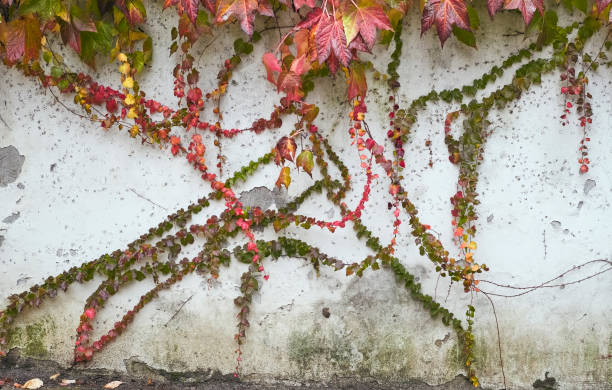 istock autumn creepers on a wall 874023190