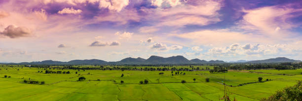 istock Rice field, skies and mountain panorama view for background 874024166