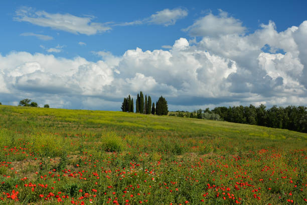 istock colors of the Tuscan hills 874025078
