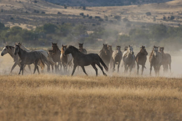 istock Herd of Wild Horses Running 874029724
