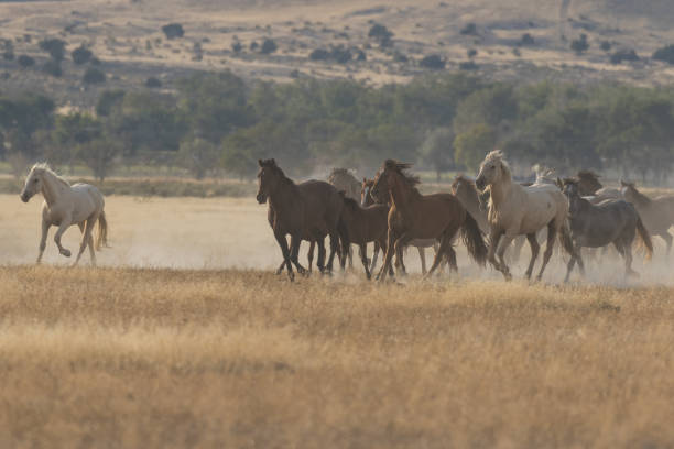 istock Herd of Wild Horses Running 874029744