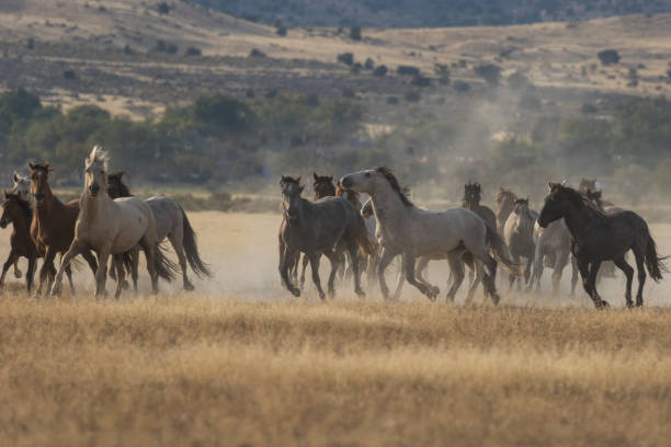 istock Herd of Wild Horses Running 874029844
