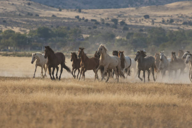 istock Herd of Wild Horses Running 874029846