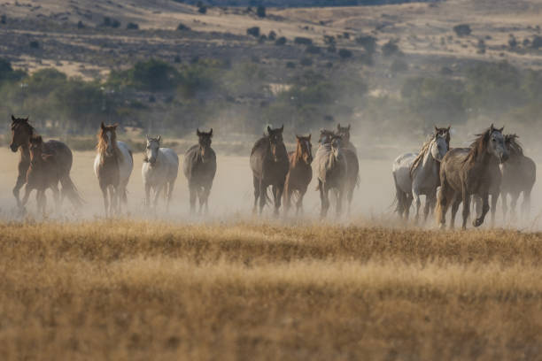 istock Herd of Wild Horses Running 874029848