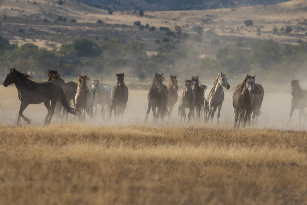 istock Herd of Wild Horses Running 874029862