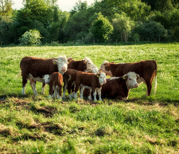 Hereford Cattle in Denmark stock photo