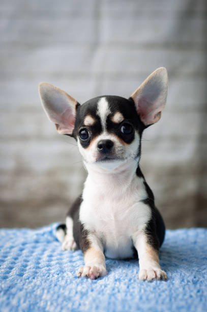 istock adorable chihuahua puppy sitting on a blanket 874031950