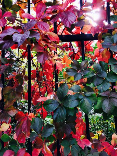 istock Leafs of Autumn 874034906