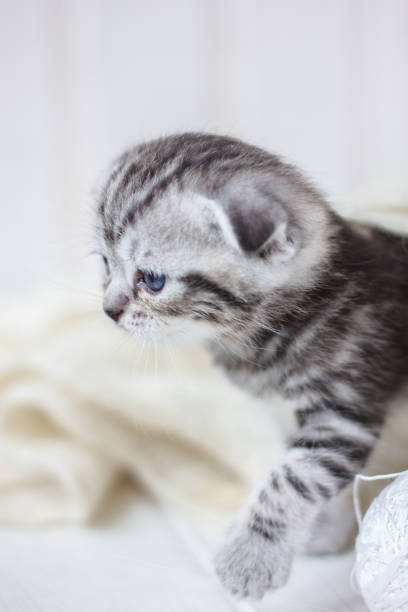 istock Little grey kitten plays on the white fur shawl. 874046826