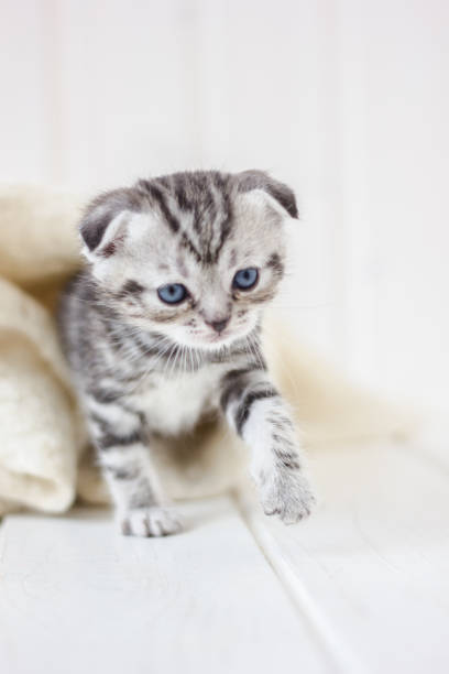 istock Little adorable kitten walking on the white floor. 874047166