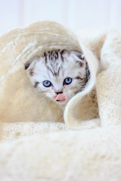 istock Adorable little kitten licking on the white fur shawl. 874047302