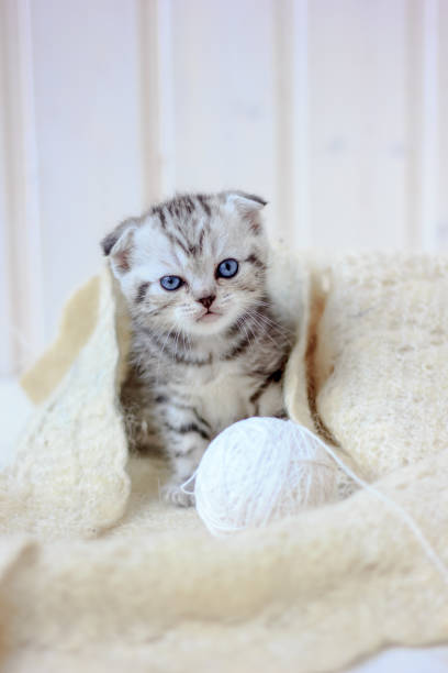 istock Little grey kitten plays on the white fur over the floor. 874047438