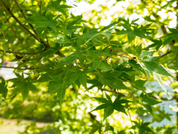 istock Green nature background with maple leaves 874047524