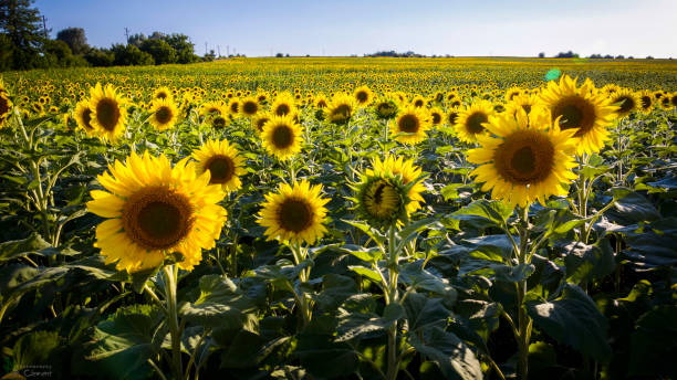 istock Field of sunflowers 874048826