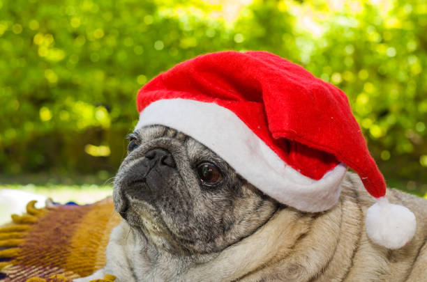 istock Merry Christmas, gorgeous pug breed dog with daddy-noe hat 874055492